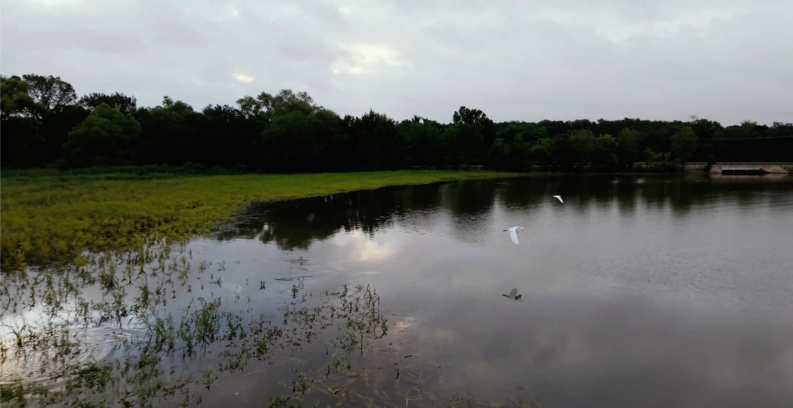 Egrets in a marsh on Lake Limestone at dusk