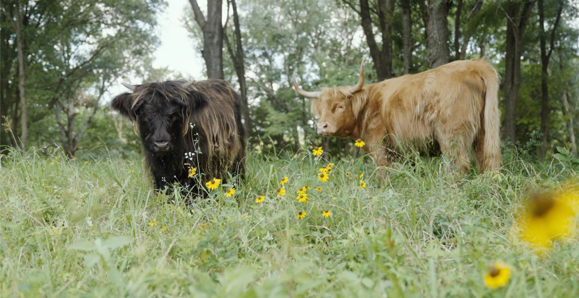Two Highland cattle in a field of wildflowers