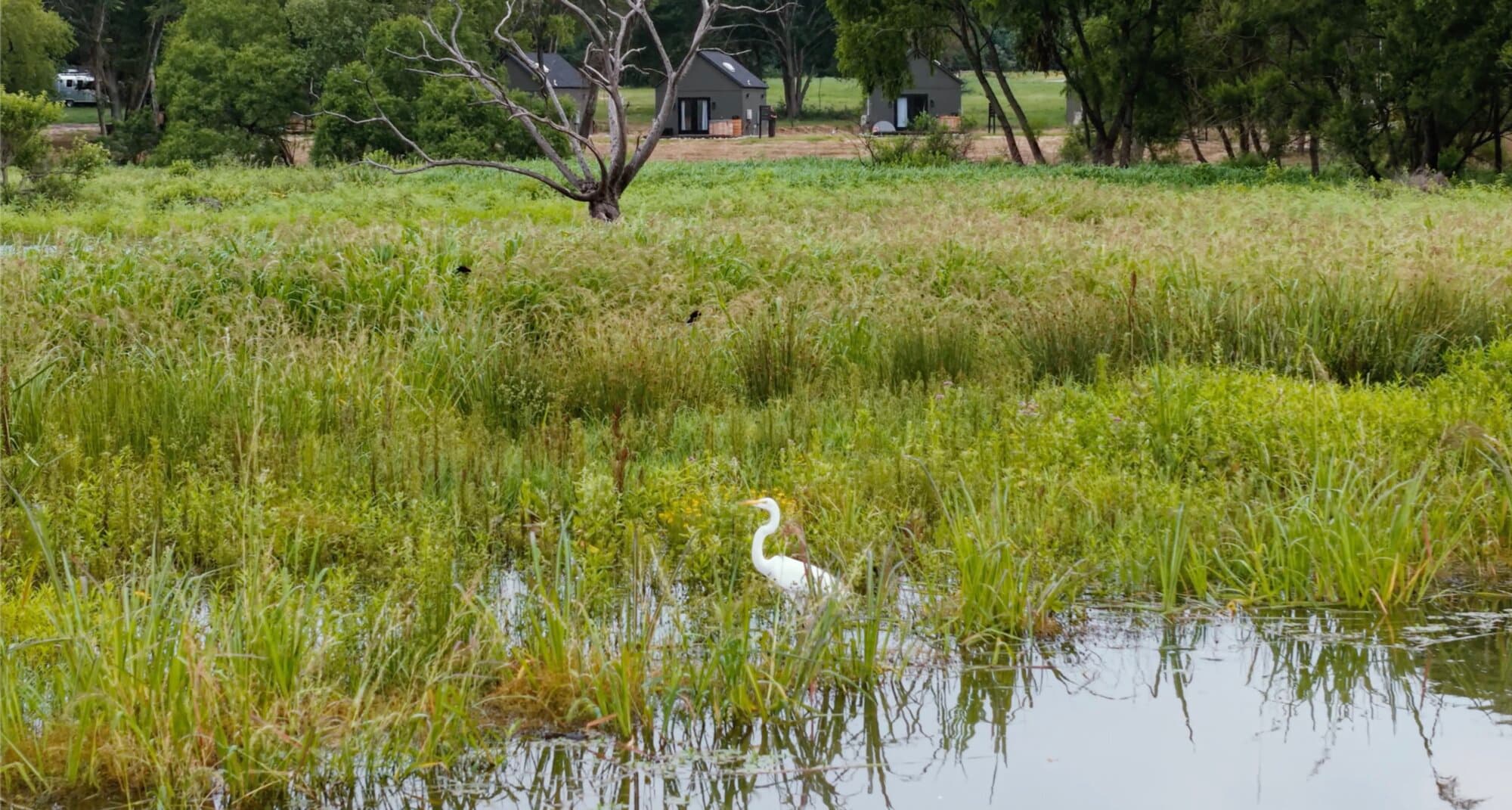 An egret in the wetlands below the cabins